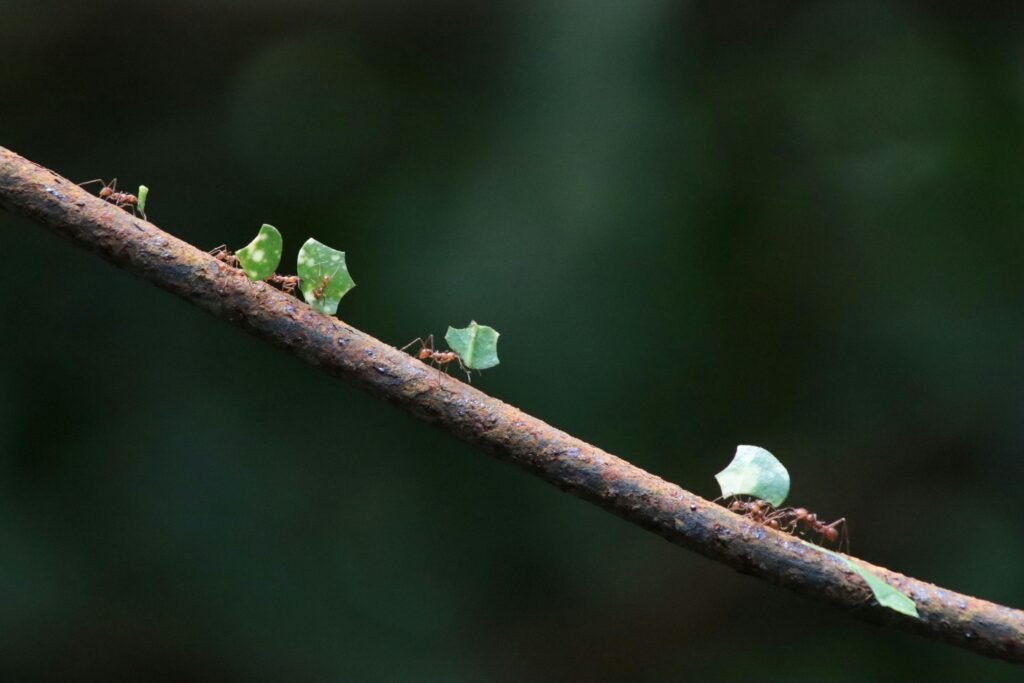 Formigas carregando folhas simbolizando o o aumento de dinheiro aos poucos