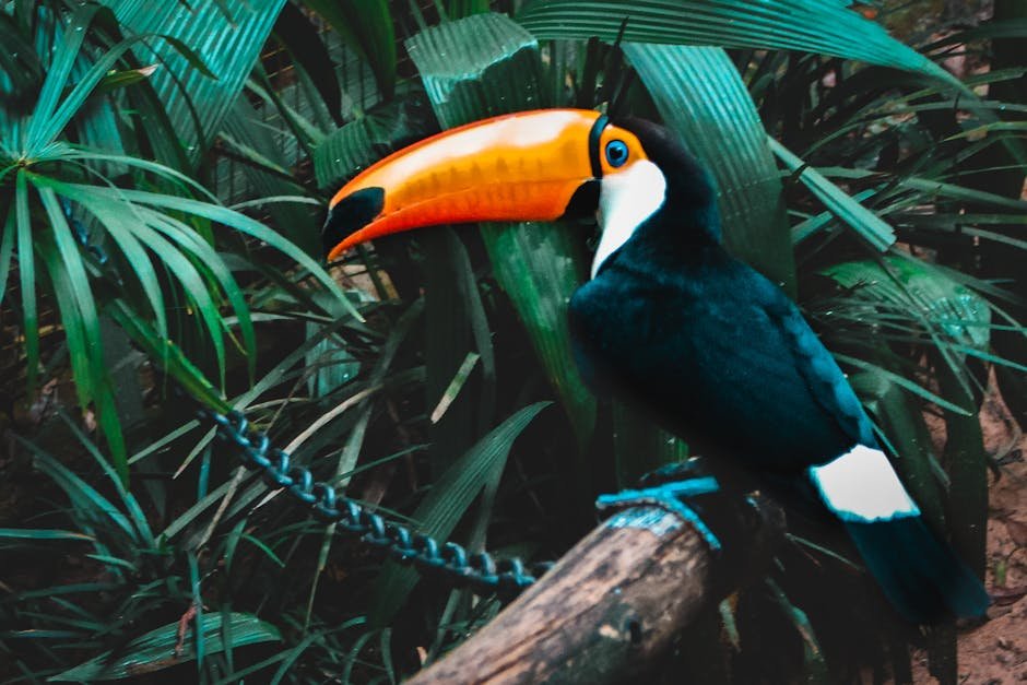 Araras coloridas e tucanos no Parque das Aves de Foz do Iguaçu